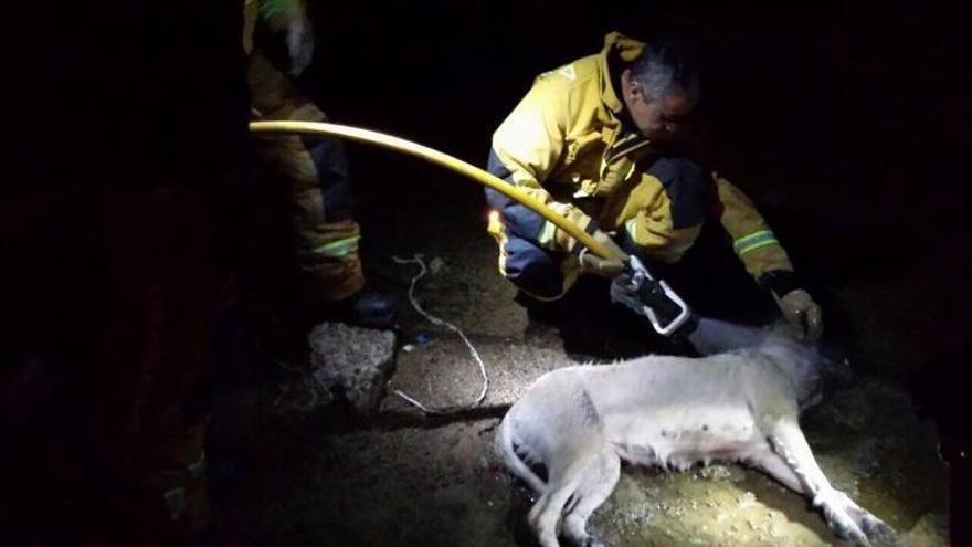 Asistencia de los bomberos a la hembra de mastín en el incendio de Dolores