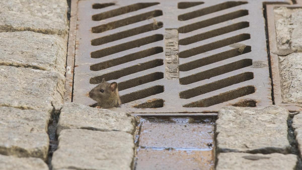 Una rata asoma por una alcantarilla en una calle de València