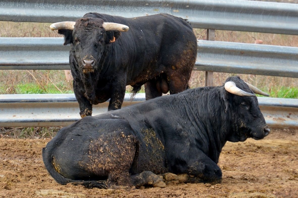 La ganadería de Fernando Machancoses resiste al coronavirus pese a no tener ingresos