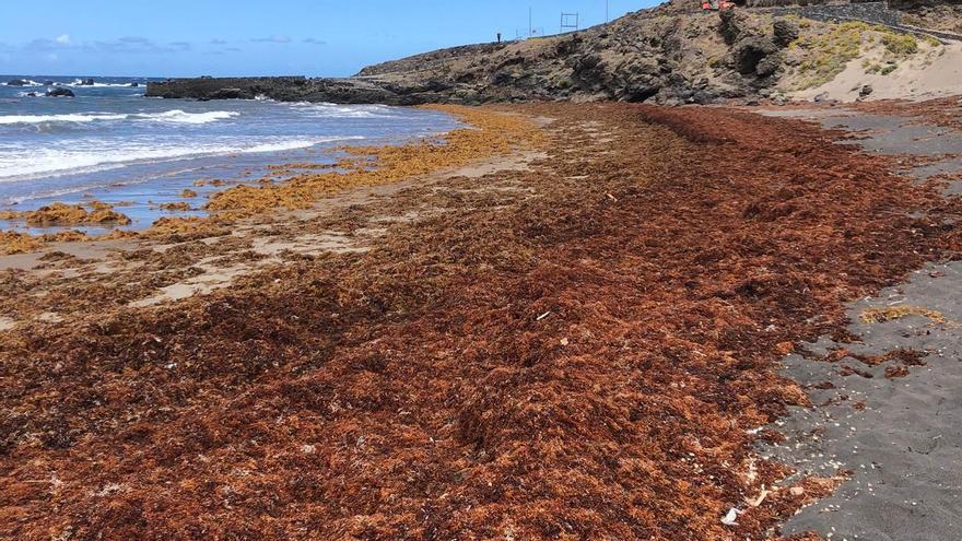 La playa de Punta de Abona, en Arico, permanece invadida de algas desde hace semanas