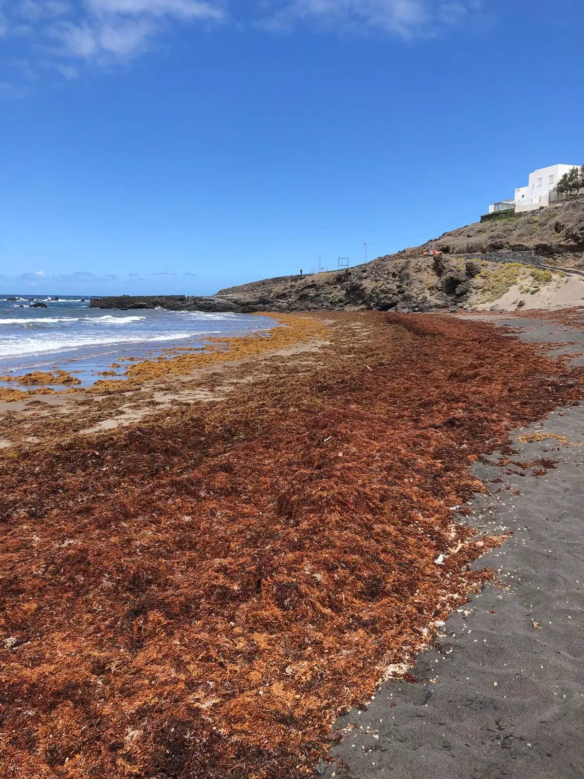 La playa de Punta de Abona, en Arico, permanece invadida de algas desde hace semanas