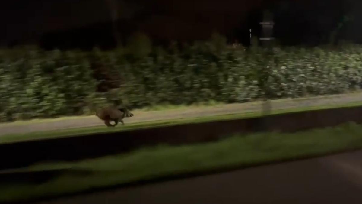 Vídeo: Jabalí a la carrera por Gijón