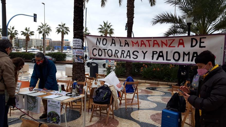 Recogida de firmas en contra del exterminio de palomas en Alicante