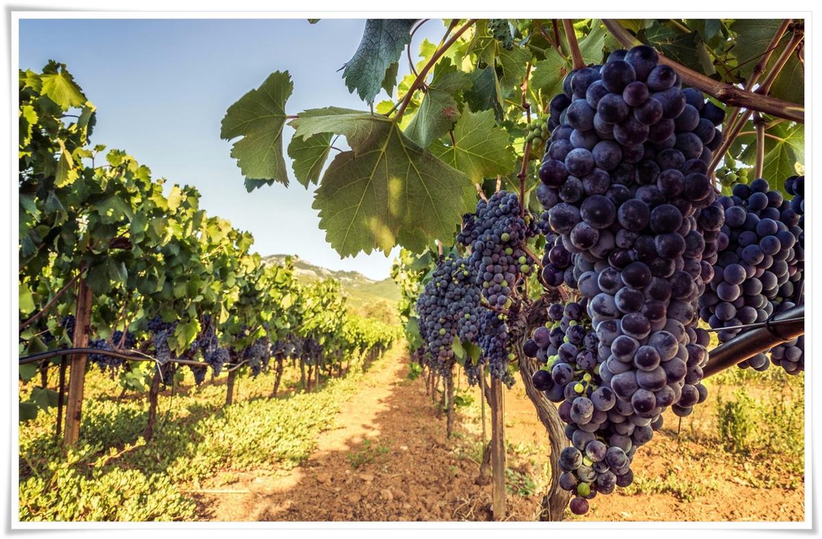 Cuanto más antigua la vid y la uva, se logra un mejor equilibrio entre los componentes del vino.