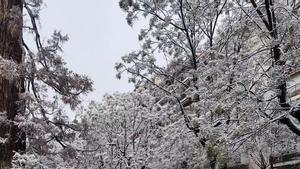 Una calle enharinada en Berga