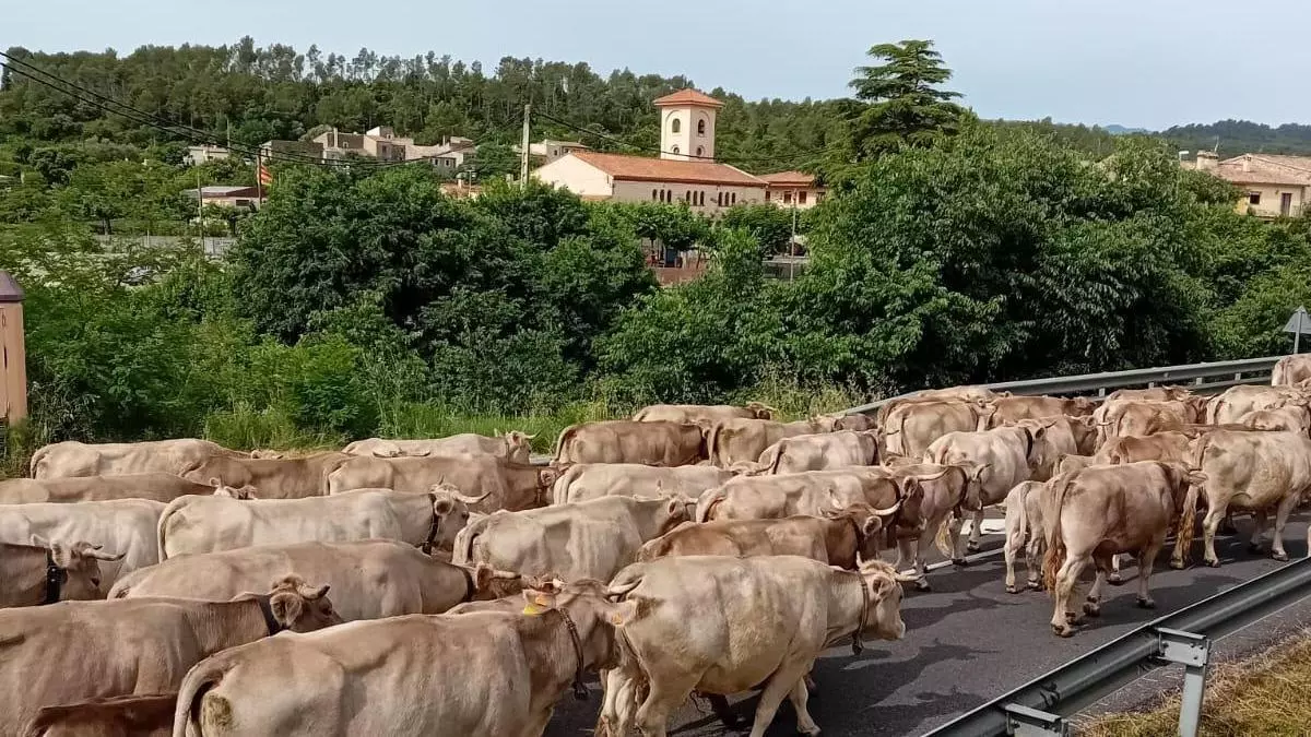 Les vaques del Ripollès tornen a baixar a l'Empordà en transhumància després de l'aturada per la sequera