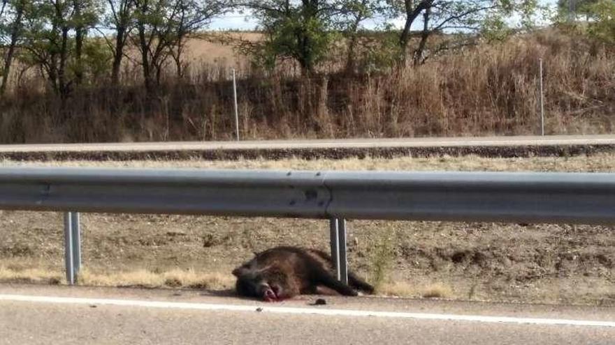 El jabalí muerto en la mediana de la A-6 tras el accidente.