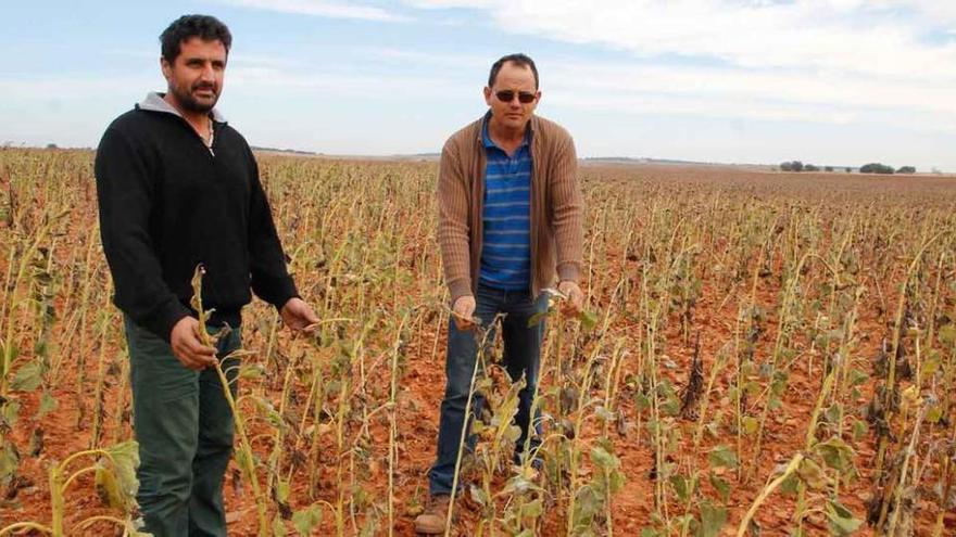 Jaime Andrés, presidente de la Junta Agropecuaria de Montamarta, junto a otro agricultor muestra los daños de los ciervos en un girasol.