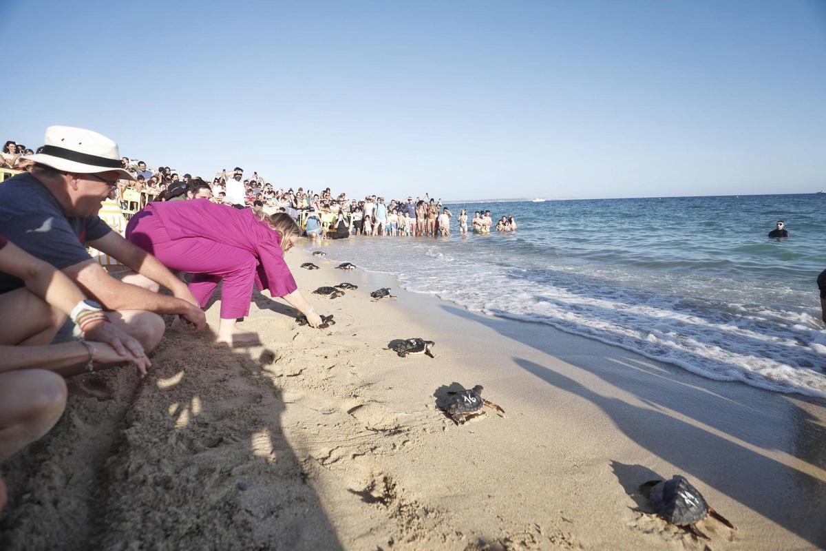 Imágenes de la liberación de 39 tortugas en Can Pere Antoni