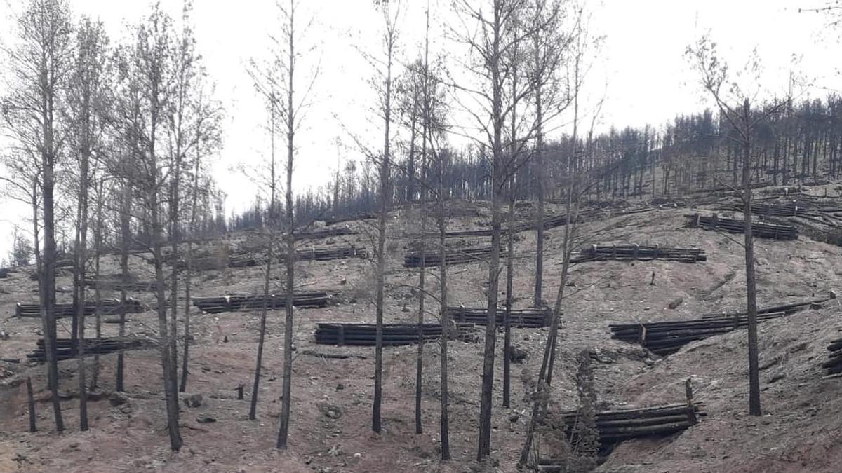 Ya se han llevado a cabo diversas actuaciones en los montes quemados de Teresa.