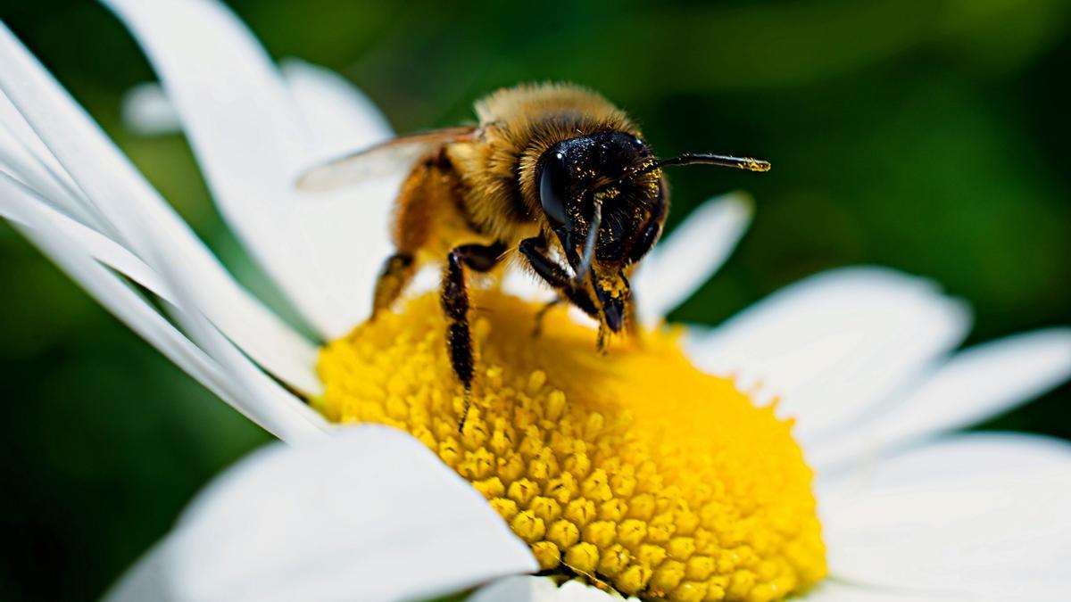 Una abeja pica cuando se siente amenazada o cuando siente que el peligro está a punto de atacar al enjambre.