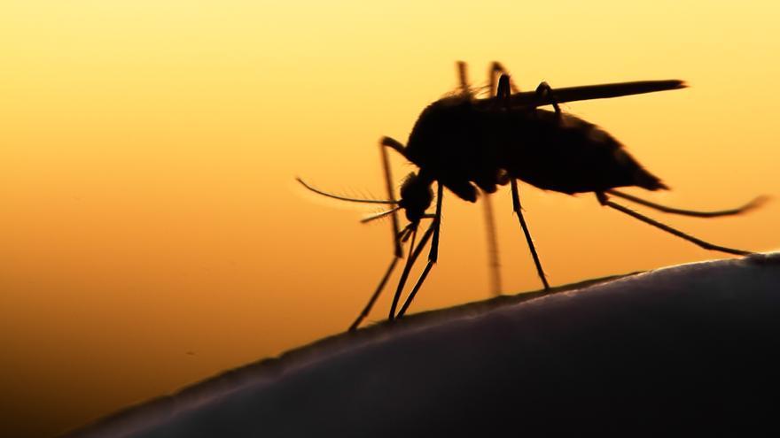 Cómo evitar que te piquen los mosquitos por la noche