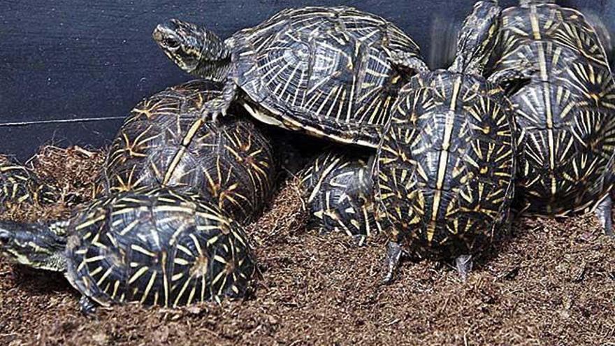 Entre las especies que acoge Natura Parc, estÃ¡n las tortugas confiscadas en 2018 en una finca de Llucmajor.