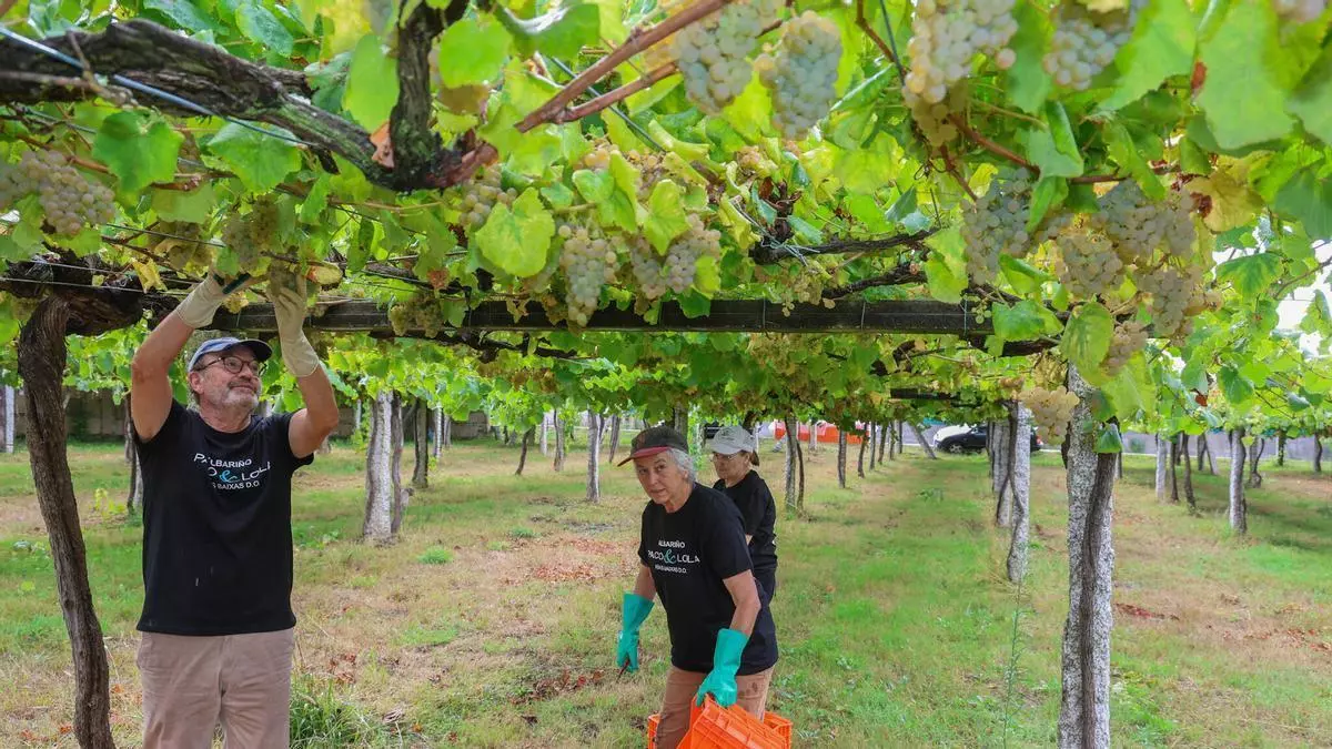 Rías Baixas calcula que rozará los 50 millones de kilos de uva en esta cosecha