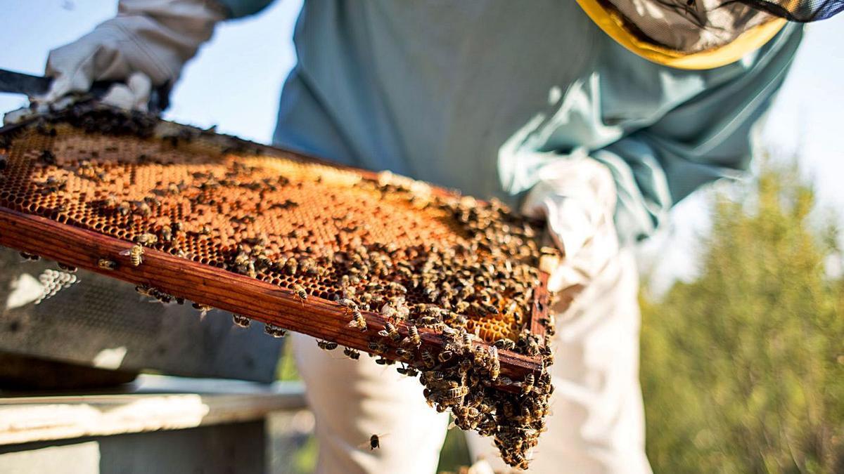 La asociación de apicultores de Eivissa cuenta con 3.225 colmenas. | TONI ESCOBAR