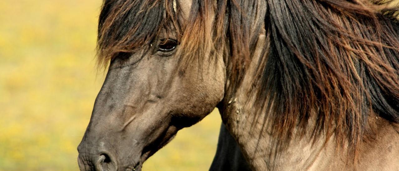 Signo caballo del horóscopo chino