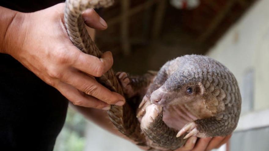 Un ejemplar de pangolín, la especie desde la que posiblemente la COVID-19 pasó a los humanos.