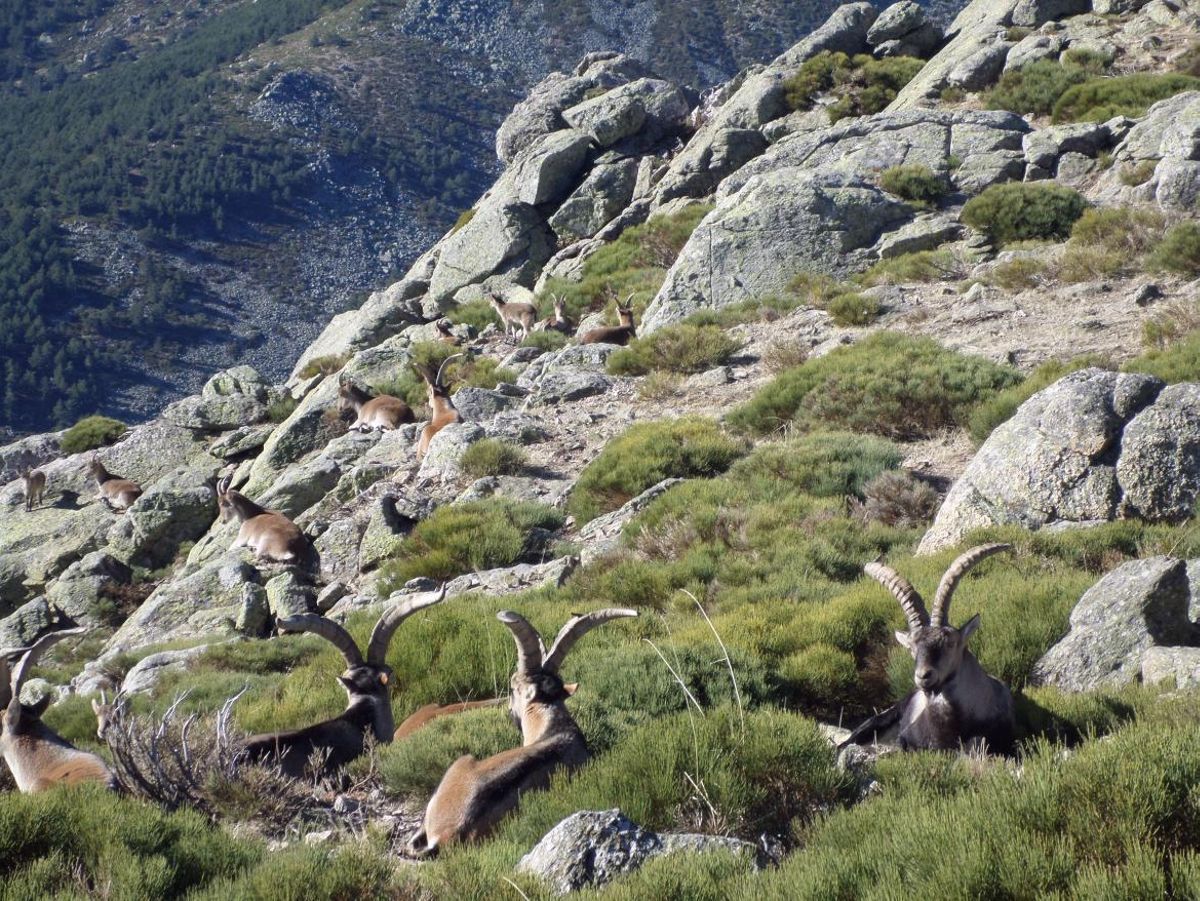 En el Parque Nacional Sierra de Guadarrama se ha producido un descenso del 35,89% desde 2021, año en el que había 5.804 ejemplares.
