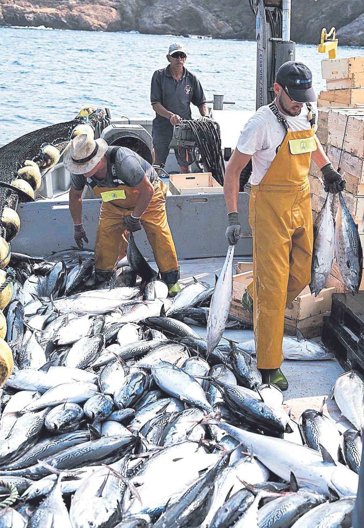 Dos pescadores seleccionan las albacoretas capturadas