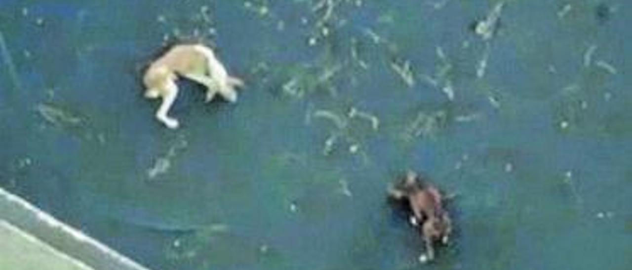 Dos perros en el interior del estanque.