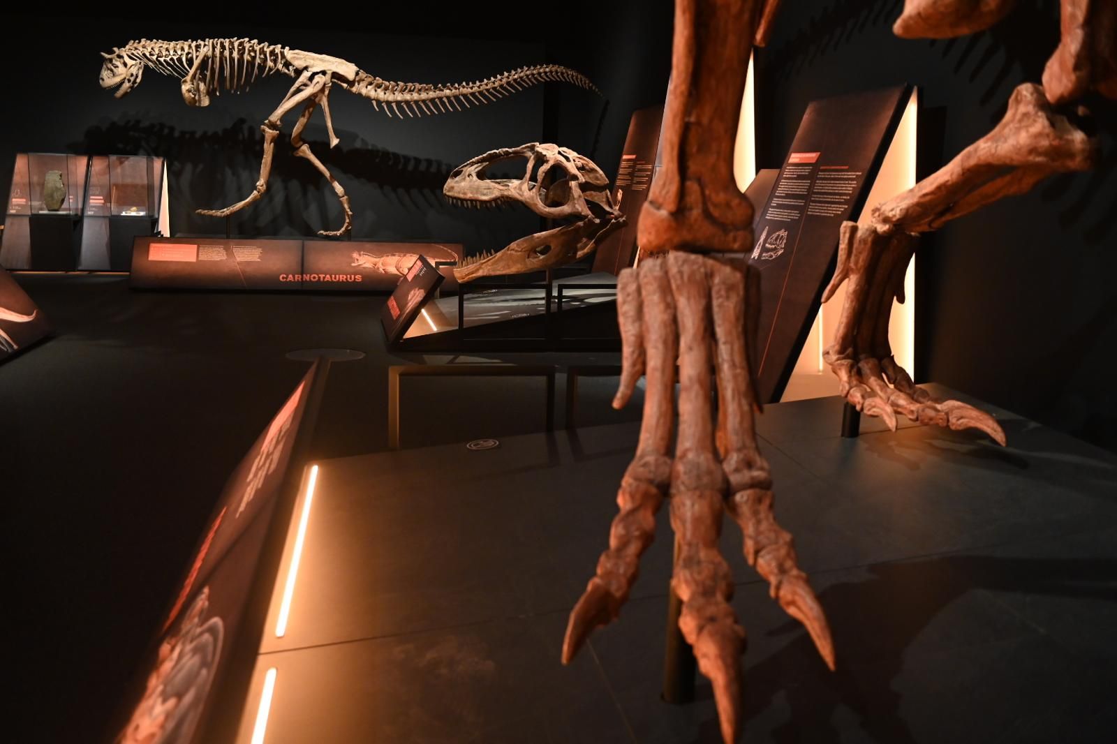 En imágenes | El dinosaurio más grande conocido conquista el Caixaforum de Zaragoza