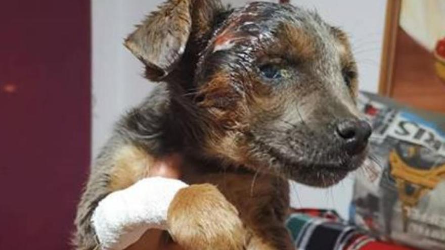 Adoptado el perro abandonado en un contenedor en Ingenio