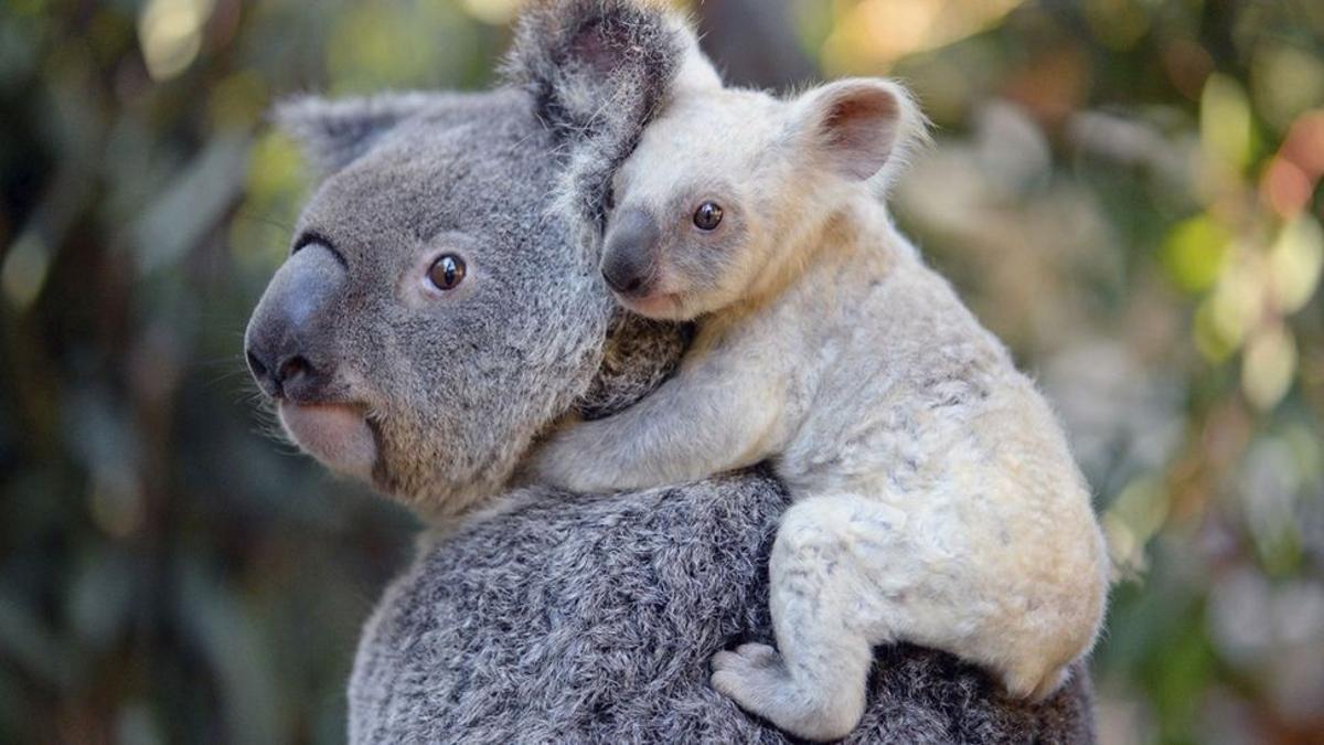 Koala con su cría