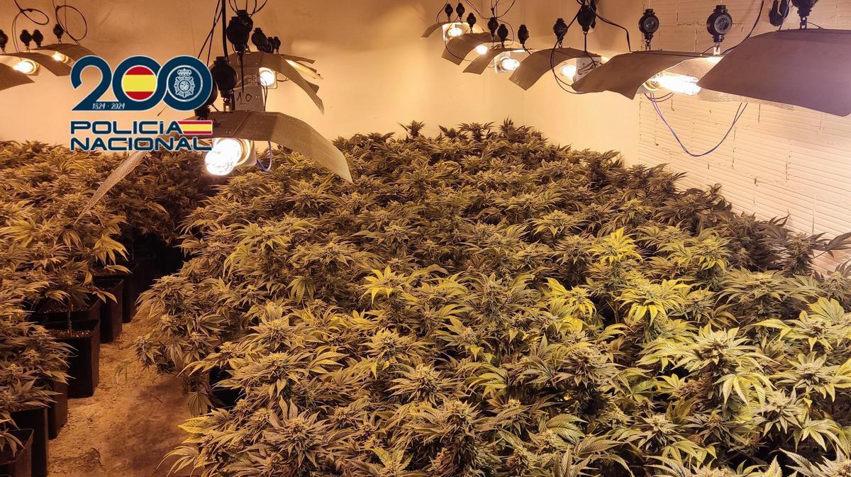 Cultivos ilegales de marihuana en casas de l'Alquerieta