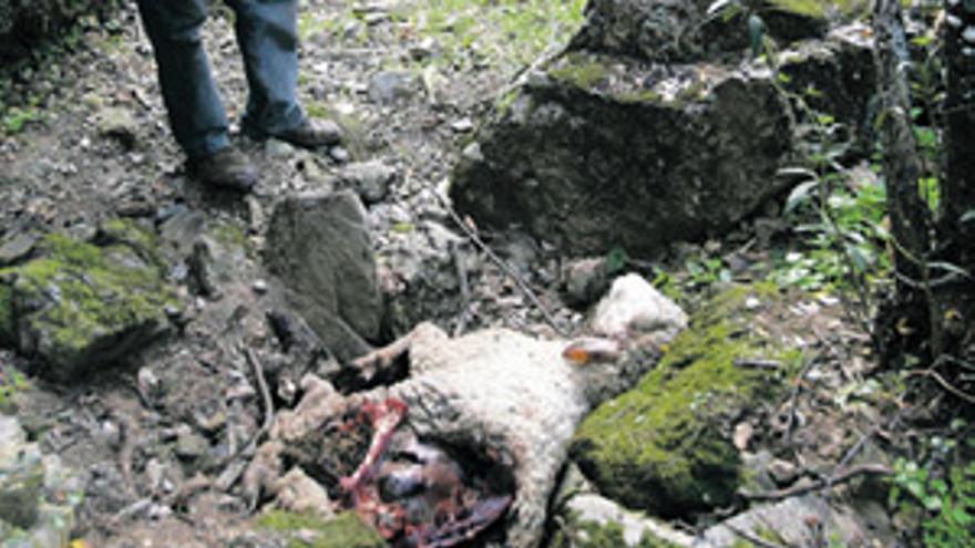 Un grupo de lobos mata más de un centenar de ovejas en Villaviciosa