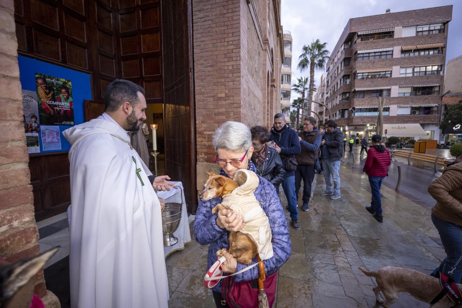 Bendición de animales por San Antón bajo una lluvia invernal en Torrevieja