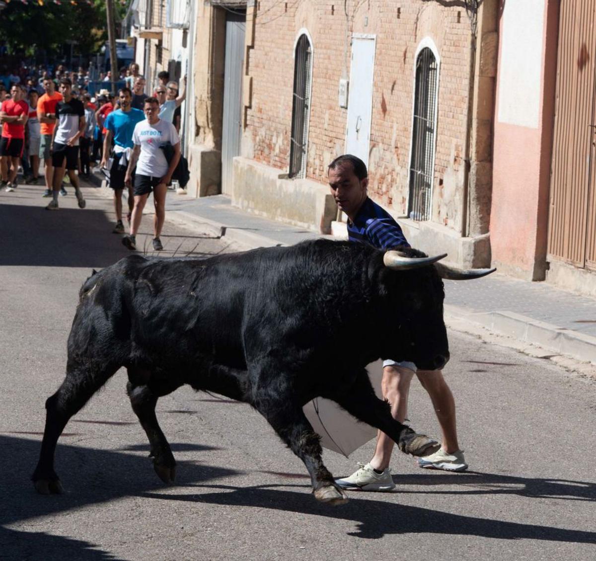 Un hombre muestra su valentía al acercarse al toro. | José Luis Fernández