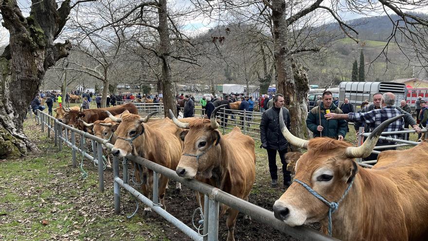 Menos reses en la feria de Corao, que acusa la subida de los costes de producción para los ganaderos