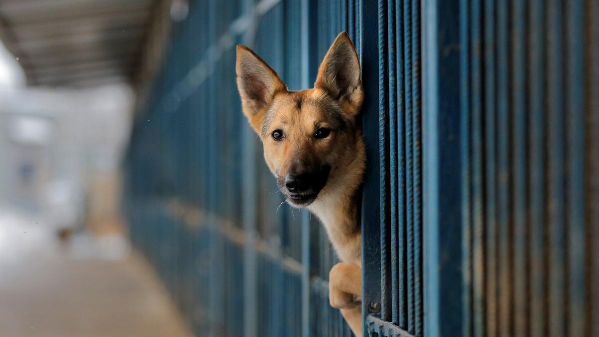 En España se abandonan 15 perros sin chip cada hora.