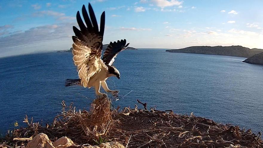 Directo | Así pone huevos un águila pescadora en Cabrera, Mallorca