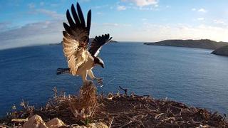 Directo | Así pone huevos un águila pescadora en Cabrera, Mallorca