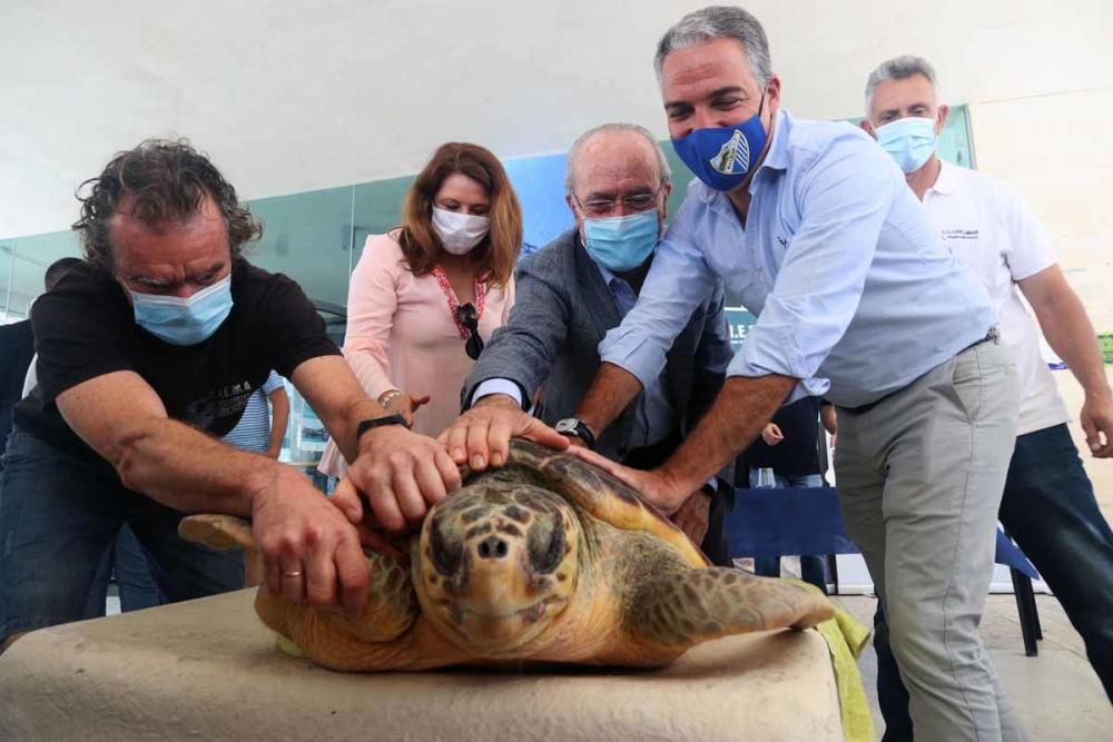 El Aula del Mar libera en el mar la tortuga 'Farolita'