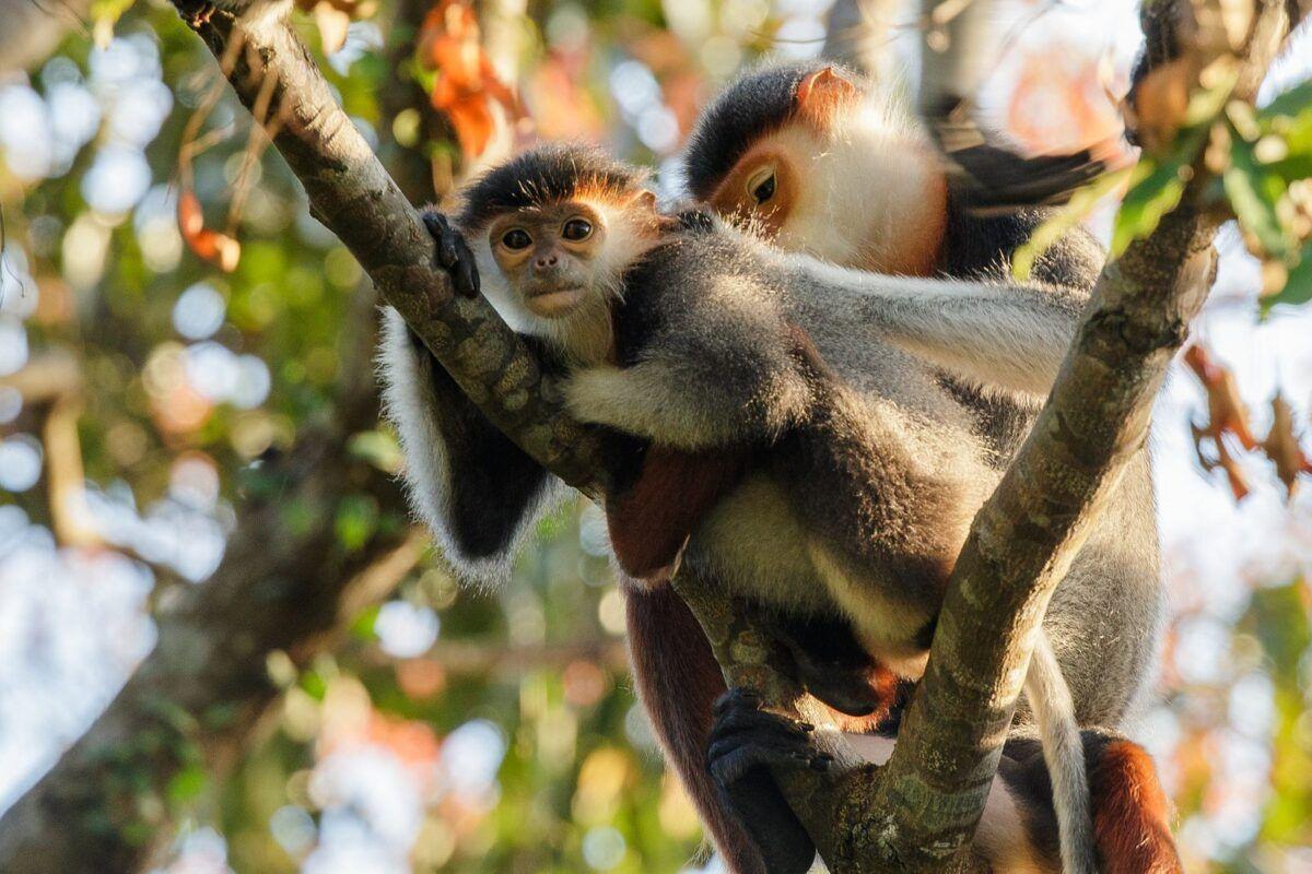 Piden mayor dureza contra el tráfico de primates en España