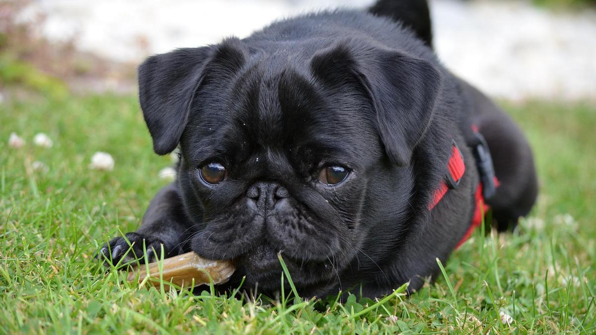 Los pug son una de las razas que más sufren de meningitis.