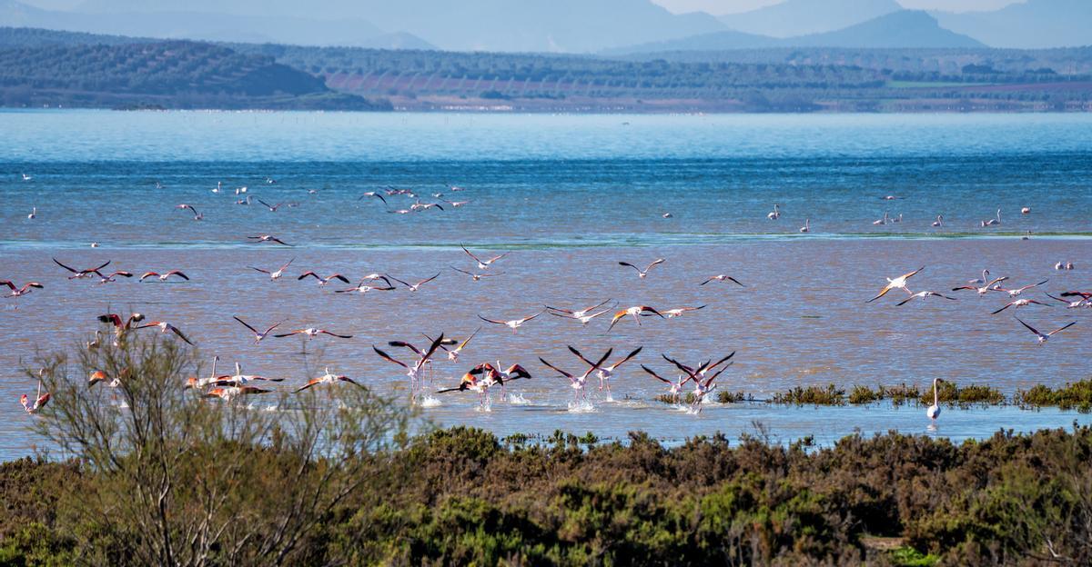Grandes flamencos en Laguna fuente de piedra, Andalucía, España