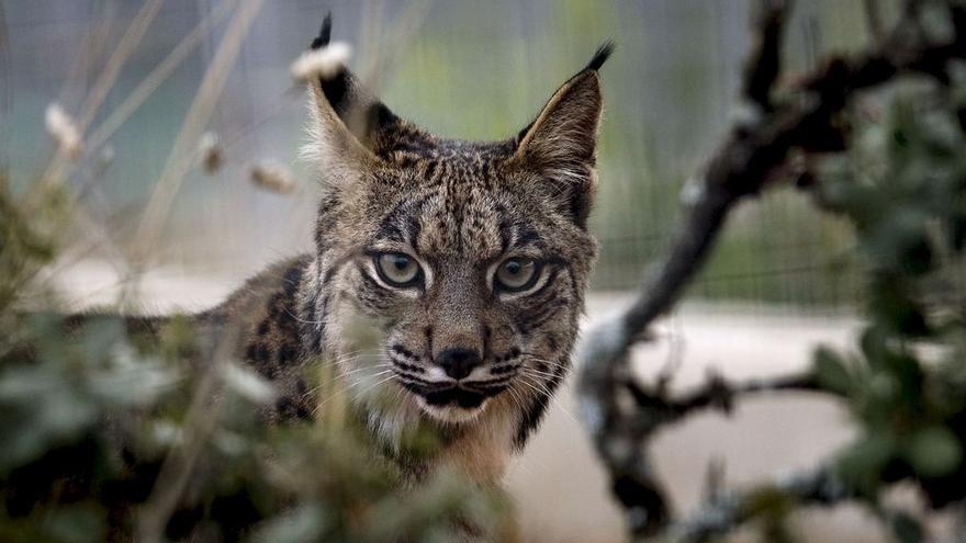 La reintroducción del lince ibérico, más cerca de Segorbe y Altura