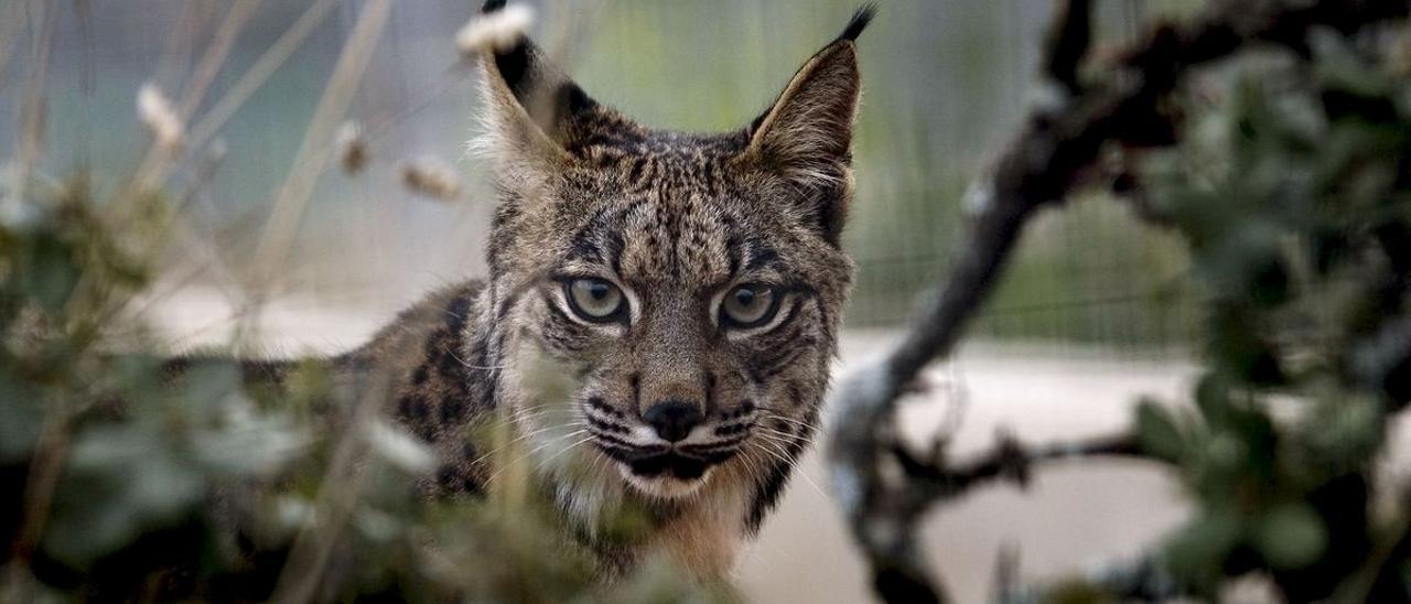 El lince ibérico está más cerca de poder estar presente en Altura y Segorbe.