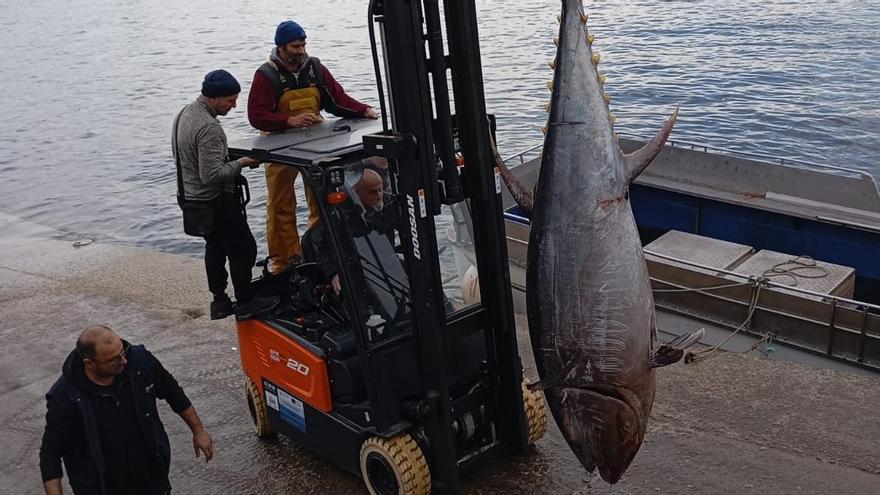 Una embarcación buenense captura accidentalmente un atún rojo de 340 kilos y casi tres metros de largo en Cabo Udra
