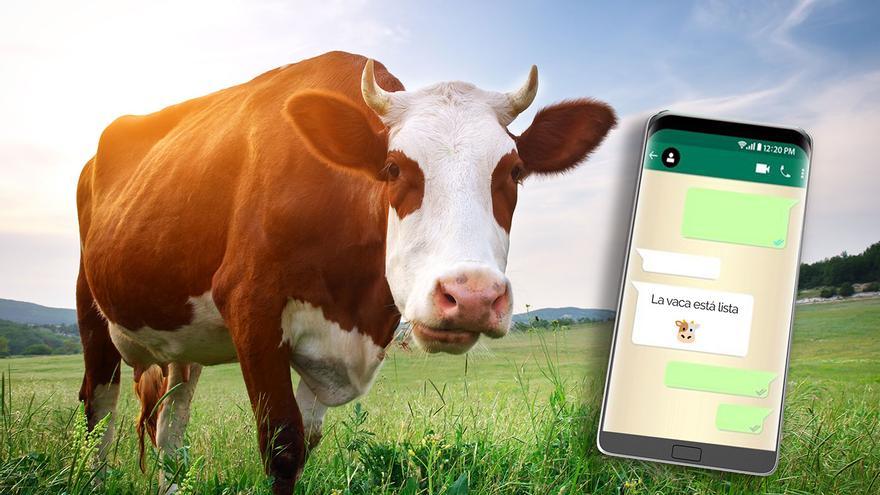 Vacas que avisan del parto por SMS