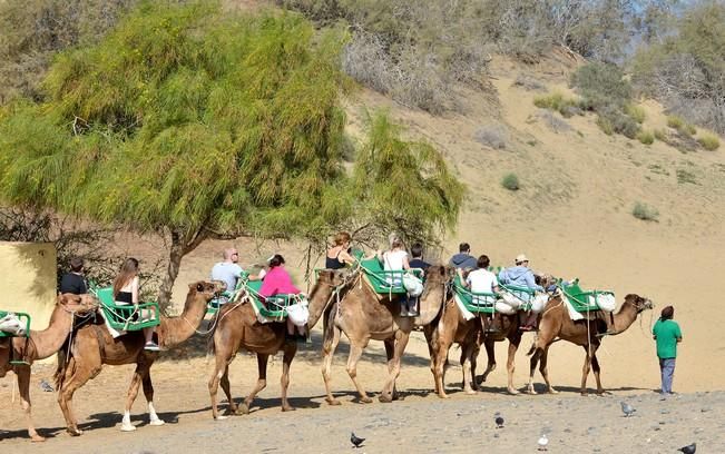 CAMELLOS DUNAS MASPALOMAS