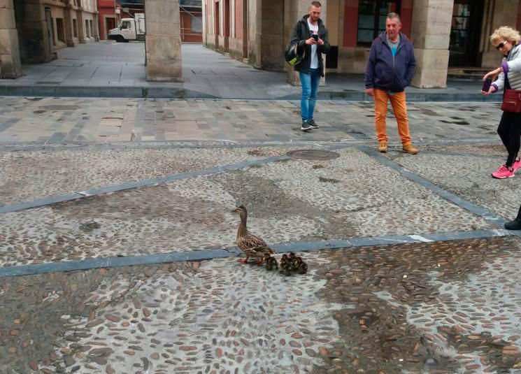 Patos en la plaza Mayor de Gijón