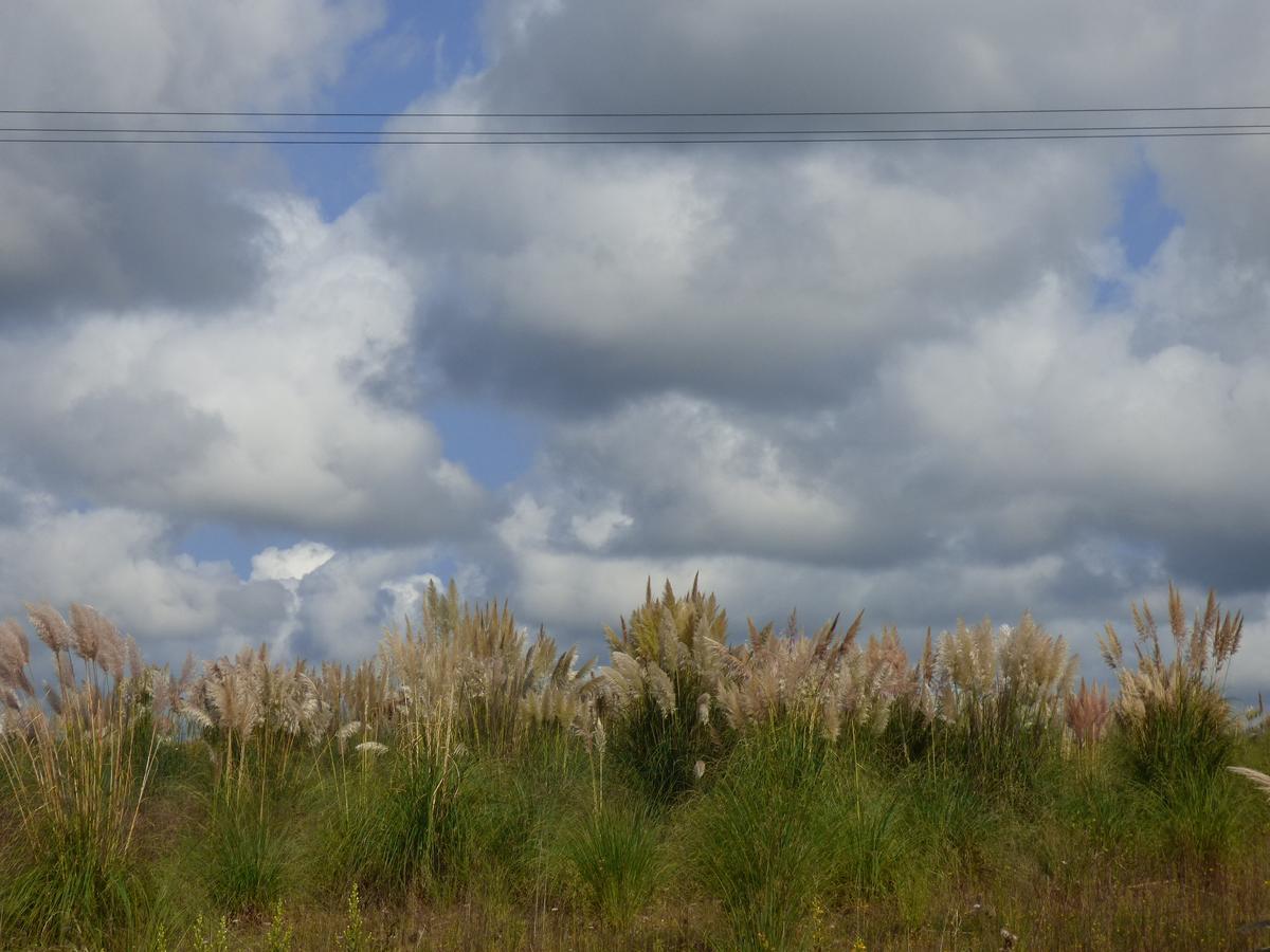 Plumeros o hierbas de la Pampa en el frustrado polígono de Bobes