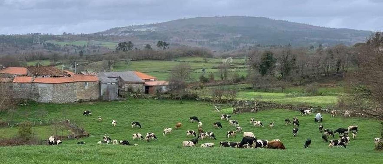 Vacas de una explotación de leche en Rodeiro, pastando en una finca.