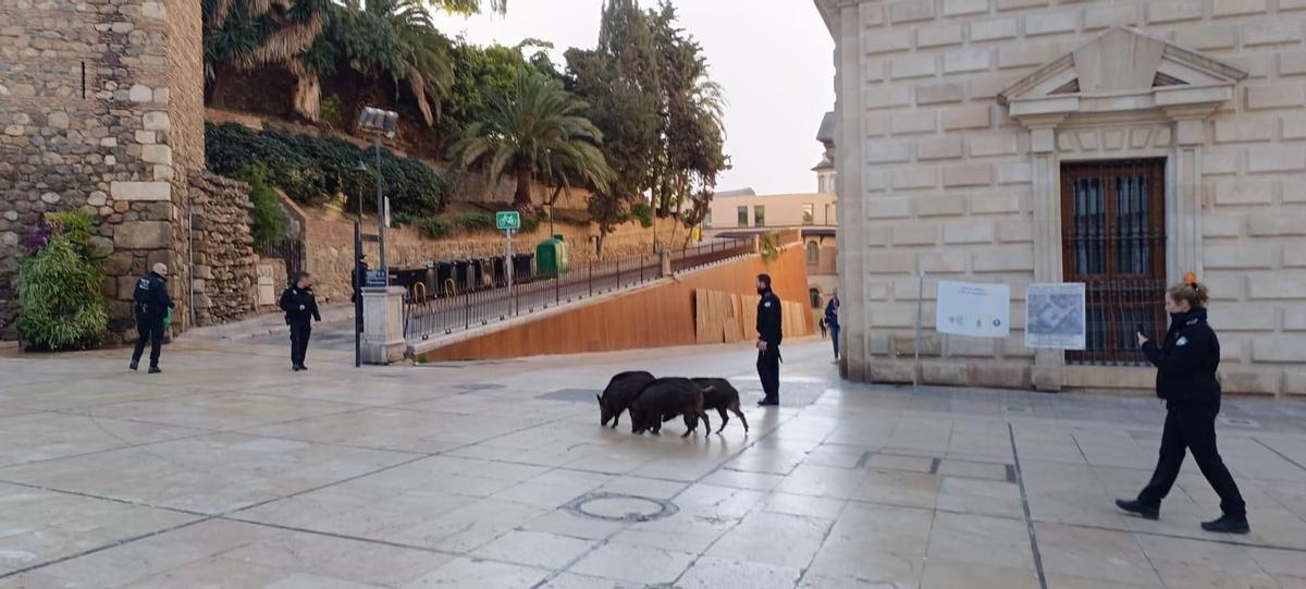 Jabalíes en la calle Alcazabilla