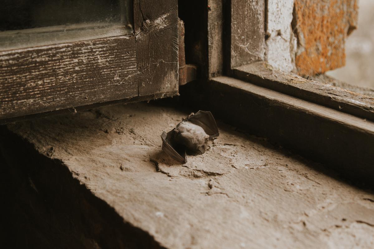 Murciélago en una ventana de la Casa Solar de Valdeosera.