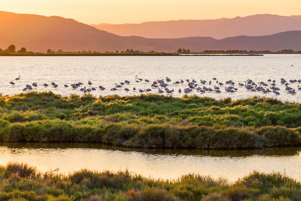 Flamencos en el Delta del Ebro